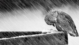 О`Шакирдин аңгеме дүкөнүнөн эки шиңгил