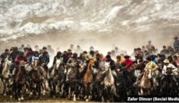 Ажар Кайрат: Канбулоондуу көкбөрү